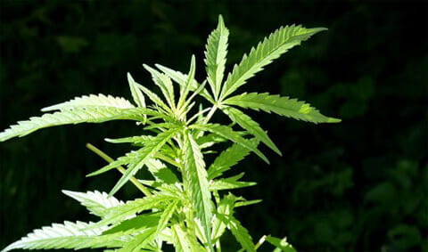 Cannabis Plant