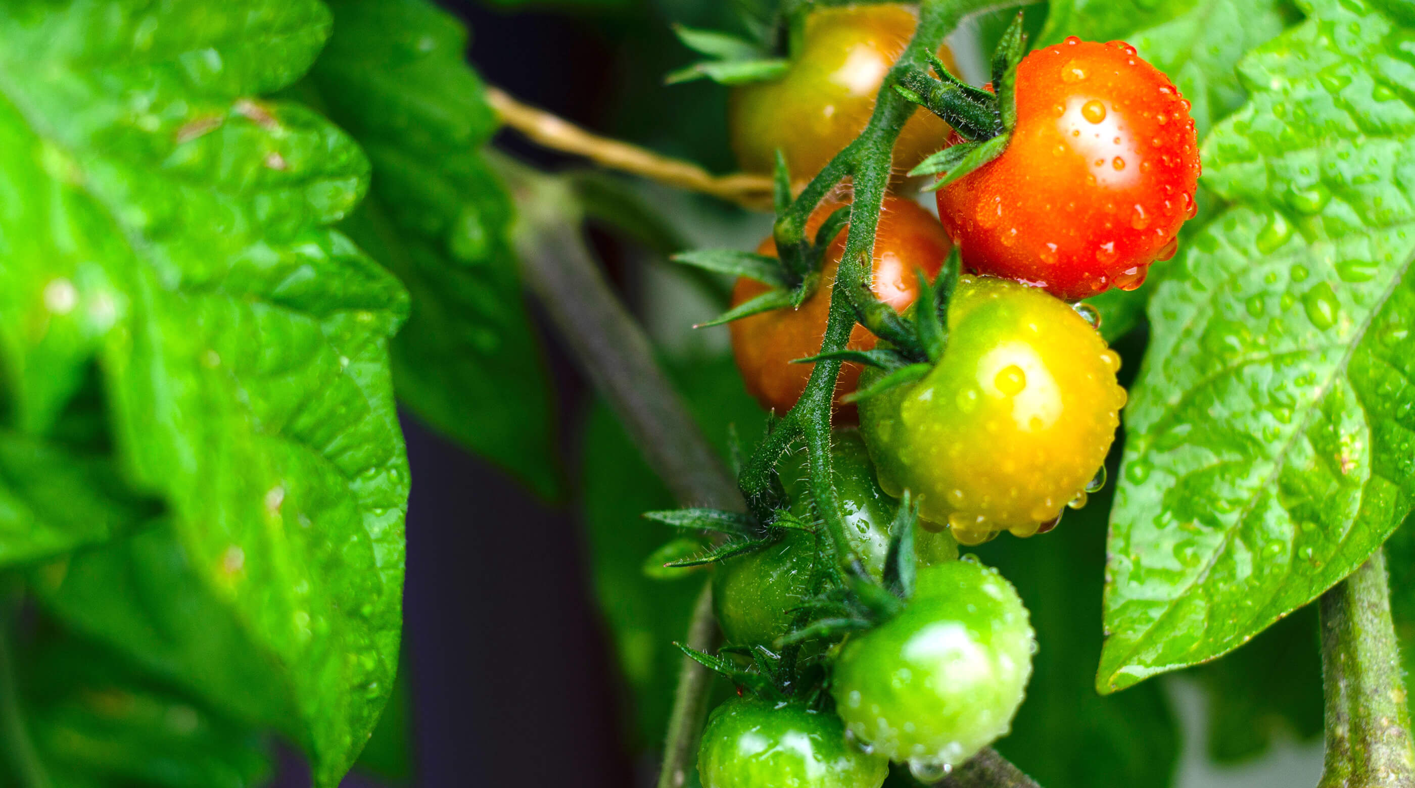 Tomatoes in garden
