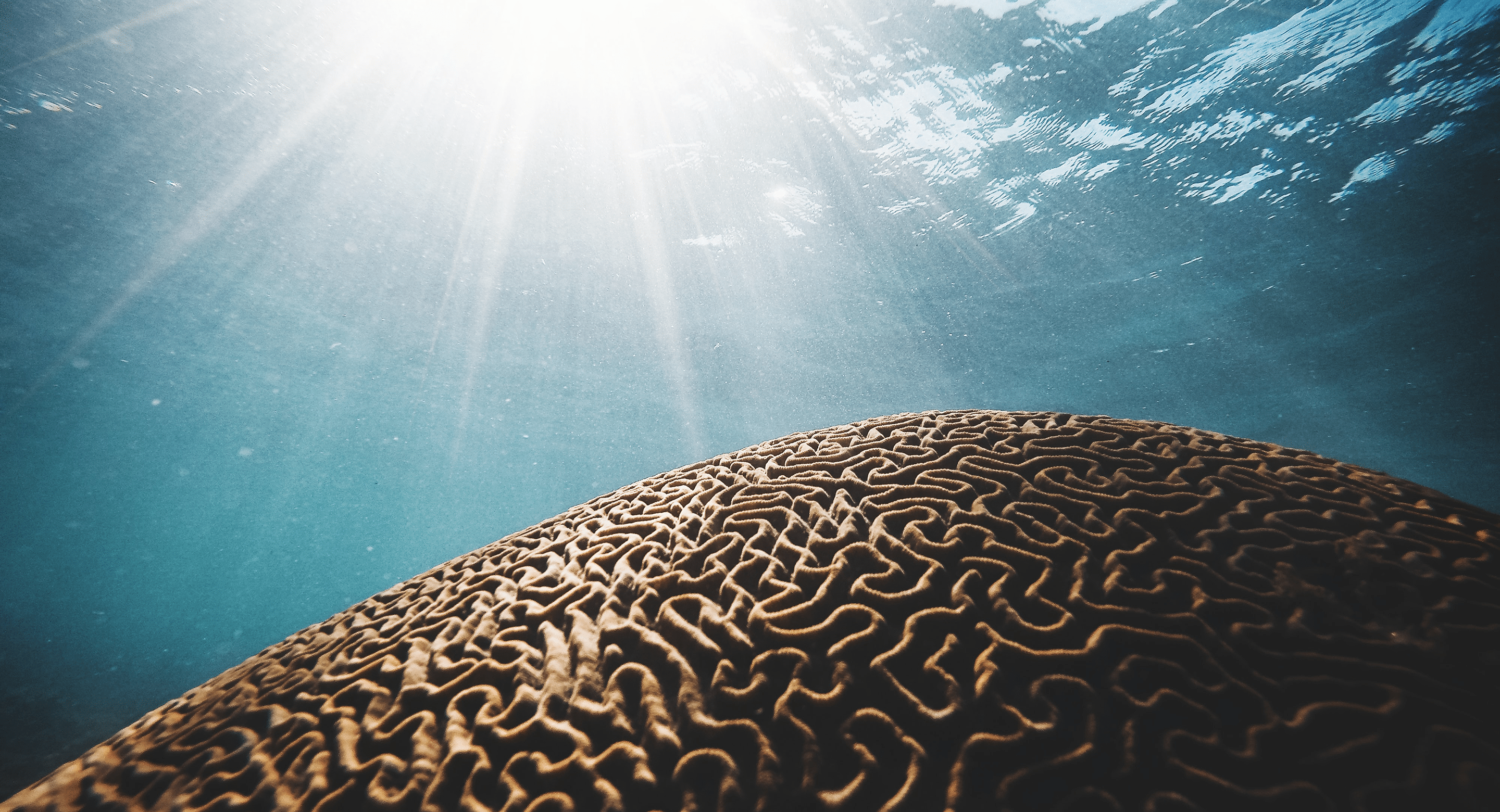 Coral